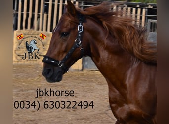 Andalusier, Hengst, 7 Jahre, 16 hh, Fuchs