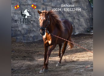 Andalusier, Hengst, 7 Jahre, 16 hh, Fuchs