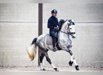Andalusian, Stallion, 7 years, 16 hh, Gray-Dapple
