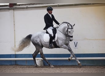 Andalusian, Stallion, 7 years, 16 hh, Gray-Dapple