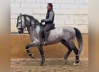 Andalusian, Stallion, 7 years, 16 hh, Gray