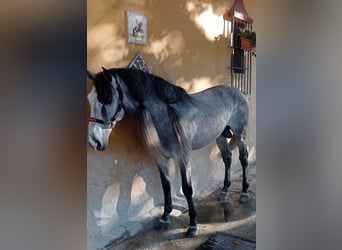 Andalusian, Stallion, 7 years, 16 hh, Gray