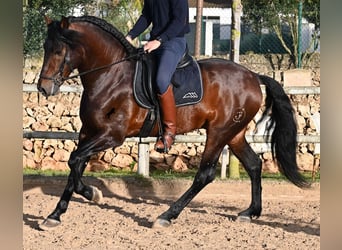 Andalusian, Stallion, 7 years, 16,1 hh, Brown