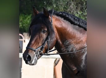Andalusian, Stallion, 7 years, 16,1 hh