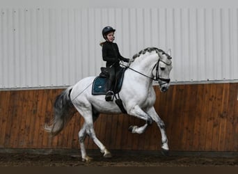 Andalusian, Stallion, 7 years, 17 hh, Gray