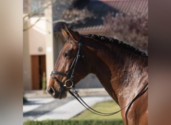 Andalusian, Stallion, 7 years, Bay