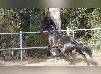 Andalusian, Stallion, 8 years, 15.2 hh, Black