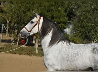 Andalusian, Stallion, 8 years, 15.2 hh, Gray