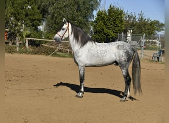 Andalusian, Stallion, 8 years, 15.2 hh, Gray