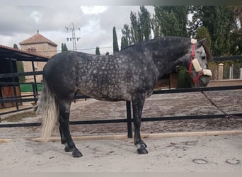 Andalusian, Stallion, 8 years, 15.2 hh, Grey-Dapple