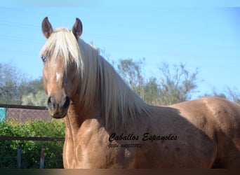 Andalusian, Stallion, 8 years, 15.2 hh, Palomino