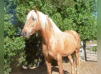 Andalusian, Stallion, 8 years, 15.2 hh, Palomino