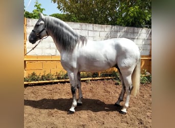 Andalusian, Stallion, 8 years, 15.3 hh, Gray