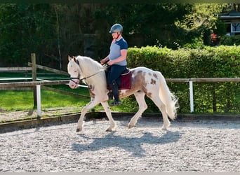 Andalusian, Stallion, 8 years, 15 hh, Pinto