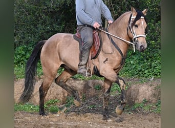 Andalusian, Stallion, 8 years, 15,2 hh, Dun