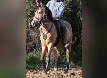 Andalusian, Stallion, 8 years, 15,2 hh, Dun