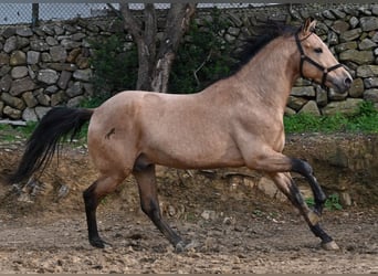 Andalusian, Stallion, 8 years, 15,2 hh, Dun