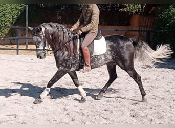 Andalusian, Stallion, 8 years, 15,2 hh, Grey-Dapple