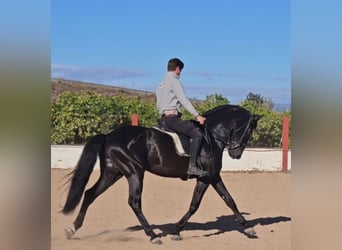 Andalusian, Stallion, 8 years, 16.1 hh, Black