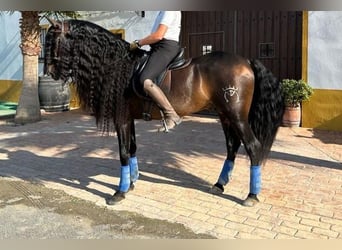 Andalusian, Stallion, 8 years, 16 hh, Bay-Dark