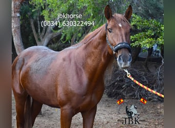 Andalusian, Stallion, 8 years, 16 hh, Chestnut-Red