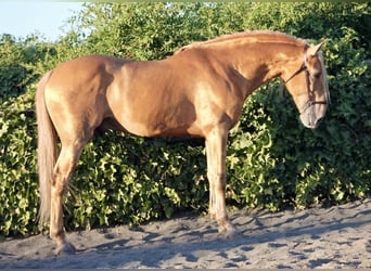 Andalusian, Stallion, 8 years, 16 hh, Palomino