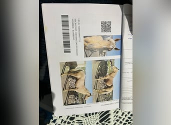 Andalusian, Stallion, 8 years, 16 hh, Palomino