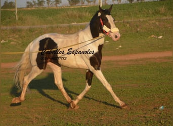 Andalusian, Stallion, 8 years, 16 hh, Pinto