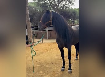 Andalusian, Stallion, 8 years, 16,2 hh