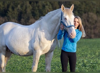 Andalusian, Stallion, 9 years, 15.1 hh, Cremello