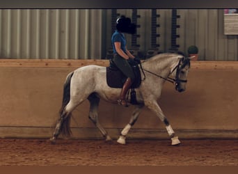 Andalusian Mix, Stallion, 9 years, 15.2 hh, Grey-Fleabitten