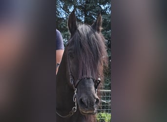 Andalusian, Stallion, 9 years, 15.2 hh