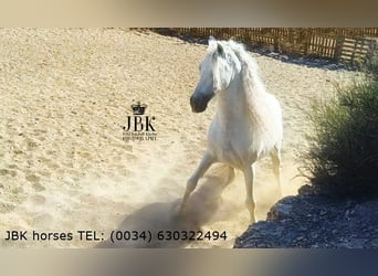 Andalusian, Stallion, 9 years, 15.3 hh, Grey