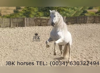 Andalusian, Stallion, 9 years, 15.3 hh, Grey