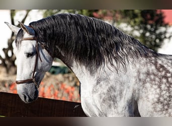 Andalusian, Stallion, 9 years, 16.1 hh, Gray-Dapple