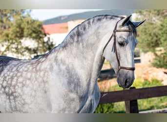 Andalusian, Stallion, 9 years, 16.1 hh, Gray-Dapple