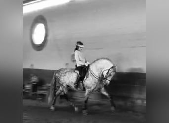 Andalusian, Stallion, 9 years, 16 hh, Gray