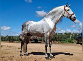 Andalusian, Stallion, 9 years, 16 hh, Gray