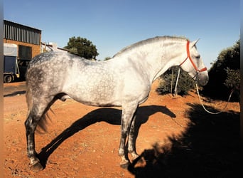 Andalusian, Stallion, 9 years, 16 hh, Grey-Dapple
