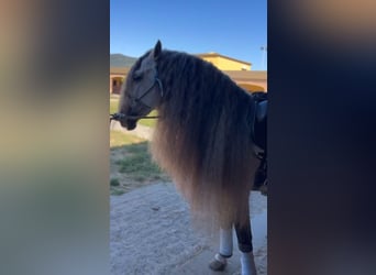 Andalusian, Stallion, 9 years, 16 hh, Grey-Dapple
