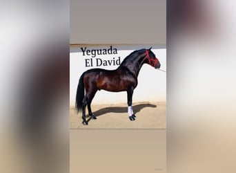 Andalusian, Stallion, 9 years, 16,1 hh, Brown