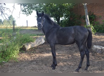 Andalusian, Stallion, Foal (01/2024), 13,1 hh, Gray