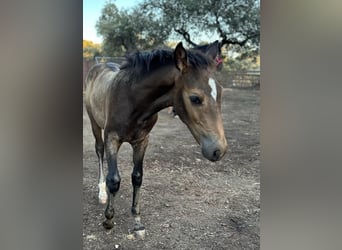 Andalusian, Stallion, Foal (05/2023), 15.1 hh, Buckskin