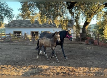 Andalusian, Stallion, Foal (05/2023), 15.1 hh, Buckskin