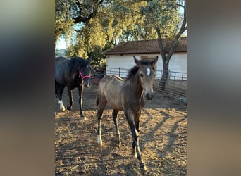 Andalusian, Stallion, Foal (05/2023), 15.1 hh, Buckskin