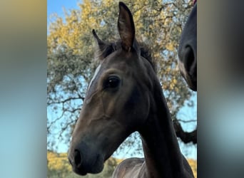 Andalusian, Stallion, Foal (05/2023), 15.1 hh, Buckskin