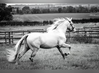 Andalusian Mix, Stallion, Foal (05/2026), 15.2 hh, Black