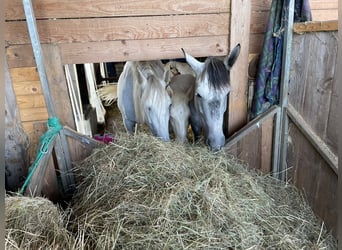 Andalusier, Hengst, Fohlen (06/2024), 15,2 hh, Perlino