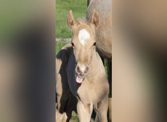 Andalusian, Stallion, Foal (04/2026), 15,2 hh, Palomino