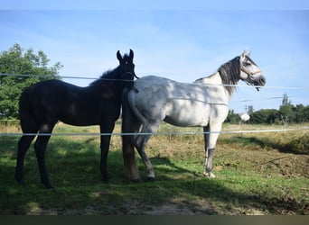 Andalusian, Stallion, Foal (01/2024), 16,1 hh, Gray